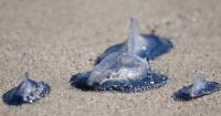 A plague of jellyfish forces the shutdown of three reactors at a nuclear power plant in France