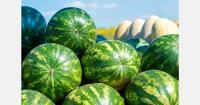 Ukraine's Kherson farmers struggle to sell strong watermelon crop amid attacks