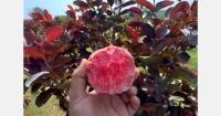 Indian guava growers look to match the popularity of apples