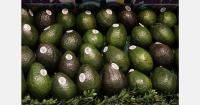 Avocados from Mexico on the move again into the U.S. following pause