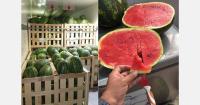 Watermelon prices collapse in the Moroccan local market