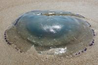 Huge swarm of jellyfish shut down nuclear reactors at power plant after clogging pumps