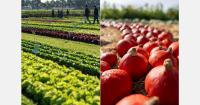 Vitalis to showcase organic vegetable varieties in the Netherlands