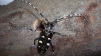 Asian longhorned beetle can kill trees. Here's what to spot