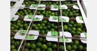 Fresh Union expands to become an import/export company