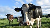 Wales extends TB trials as pilots prove successful