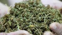 Rand Paul supports hemp ban delay but says 'we still need a solution'