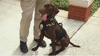 Gulf Breeze High School adds firearms-detection K-9 for crime prevention, campus morale