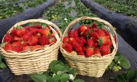 Fifty Farming Families Bring Fresh Strawberries To La Cuadrita Fair In Asunción