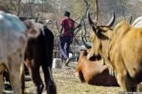 At least 60 killed in South Sudan cattle raid