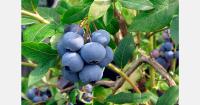 Belarusian blueberry farm grows to 180 hectares after nearly three decades