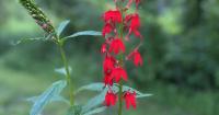 Little River Nature Preserve Maintains Pollinator Gardens
