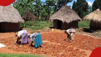 Kenya Breweries is looking for farmers to supply sorghum, sets different prices