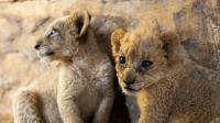 World Lion Day 2026 — United for Lions