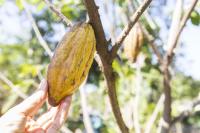 Forests in Liberia Are Falling to Cocoa, in Half a Year the EU Could Ban Imports