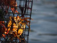 New faces cause a stir in the New Hampshire crustacean community