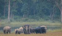 India home to over 60% of world’s wild Asian elephants, says PM Modi