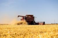 Farmers Harvest Wheat Early This Year