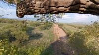 The Border is an Open Wound : A Tree Sit in Lochiel, Arizona Halts Border Wall Construction
