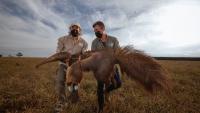 Making Way for the Giant Anteaters of Brazil