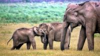 Elephant poop could hide why the giant animal is slowly vanishing