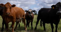 Texas has held off a major screwworm outbreak, but ranchers urged to stay alert