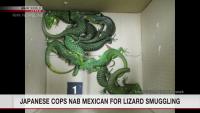Mexican arrested for attempting to smuggle rare lizards into Japan