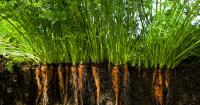 Investors should look beyond the farm gate to unlock agri-tech returns, says The First Thirty’s Antony Yousefian