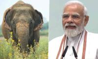 Prime Minister Narendra Modi Highlights India's 33 Elephant Reserves, Praised Efforts Of Forest Personnel And Others To Conserve Elephants
