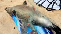 Young Hawaiian monk seal found dead in abandoned lay net on Oʻahu North Shore