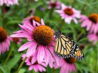 August Gardening Spotlight Focuses On The Coneflower: What’s In A Name?