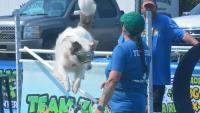 Variety dog show provides entertainment at Cheboygan County Fair