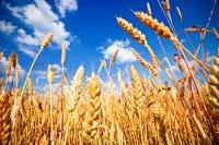 UK wheat futures strengthen slightly amid Black Sea shipping concerns