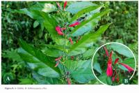 New Paraguayan Guide Preserves Centuries Of Mbya Guaraní Knowledge Of Wild Plants