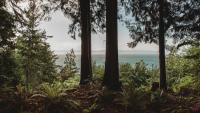 A Wellness Pilgrimage to the Olympic Peninsula
