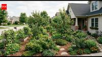 California man’s front-yard food forest was approved by his HOA; a new board later fined him $750 for the same garden