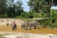 World Elephant Day 2026: Indonesia's fight to save its elephants