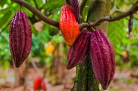 Could Amazonian Cacao Be the Next ‘Superfood’? New Research Points to Untapped Potential
