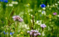 Romania’s Constitutional Court to review biodiversity strategy law