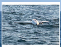 Two drifting drones destroyed near Romania’s Neptun Deep exploitation area