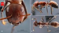 Borneo’s exploding ants: How tiny insects sacrifice themselves to defend their colony