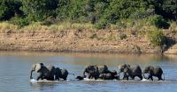 World Elephant Day 2026: Why Is It Celebrated Today and What Is the Elephant Population Crisis?