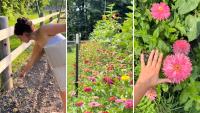 Cut-flower farm's summertime transformation has gardeners eyeing next year's blooms