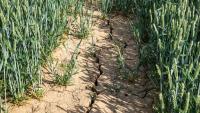 This Week in Farming: Bluetongue vaccine and drought update