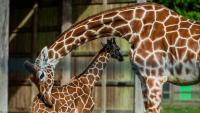 Britain’s biggest zoo is forced to close EARLY due to extreme heat warning ahead of 38C highs
