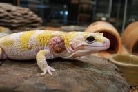 This Colorful Pet Gecko Gets Cancer at an Astonishing Rate, and Scientists Think It Could Help Humans