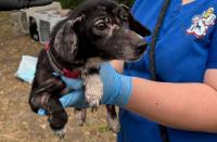 Kansas rescuers remove 24 dogs from 'severe hoarding situation' in flea-infested trailer
