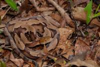 On a Missouri farm, 47 copperheads have turned up this year, breaking a longtime record