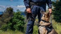North Carolina K-9's death in hot cruiser heads to SBI as outrage grows over no charges