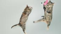 BIG WEEK: Cat Video Fest, Deaf Dance Fest, DJ Dan Tribute, Oakland Pride…